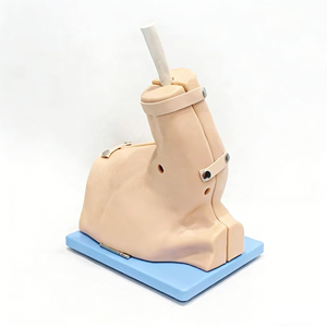 Anatomical Detachable Arm Model