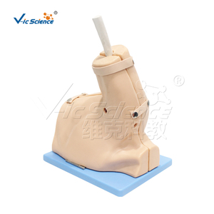 Shoulder Arthroscopy Model