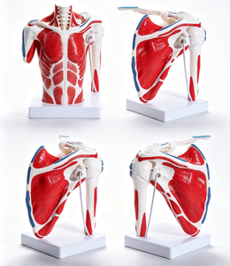 Human Shoulder Joint Model